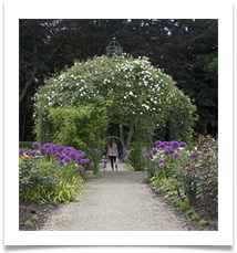 Dunham Rose Arbour - Helen Kulczycki